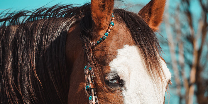 AR Premium Hoofdstellen